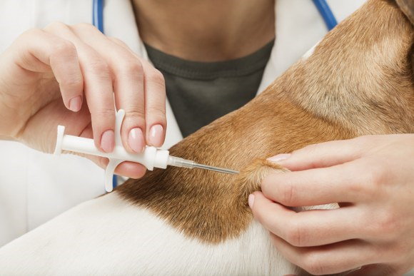 microchipping pets before removals